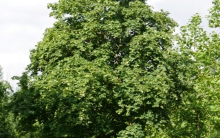 شیردار