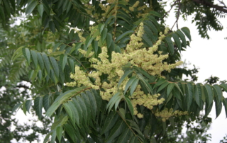 ایلان
