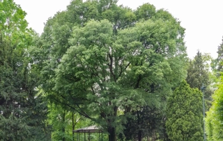 داغداغان