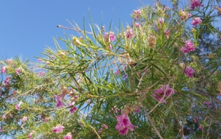چیلوپسیس