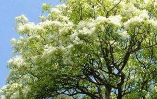 زبان گنجشک زبان گنجشک