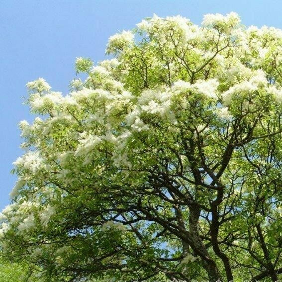 زبان گنجشک