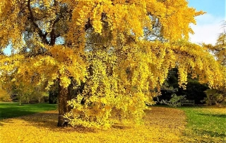 ژینکو