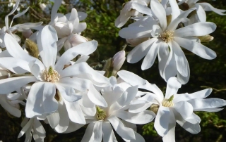 ماگنولیا سناره ای