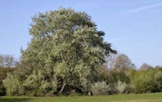 سپیدار