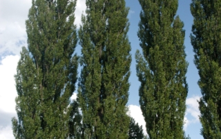 تبریزی