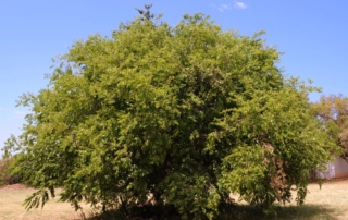 کنار