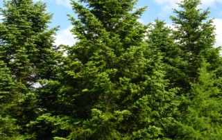 آبیس