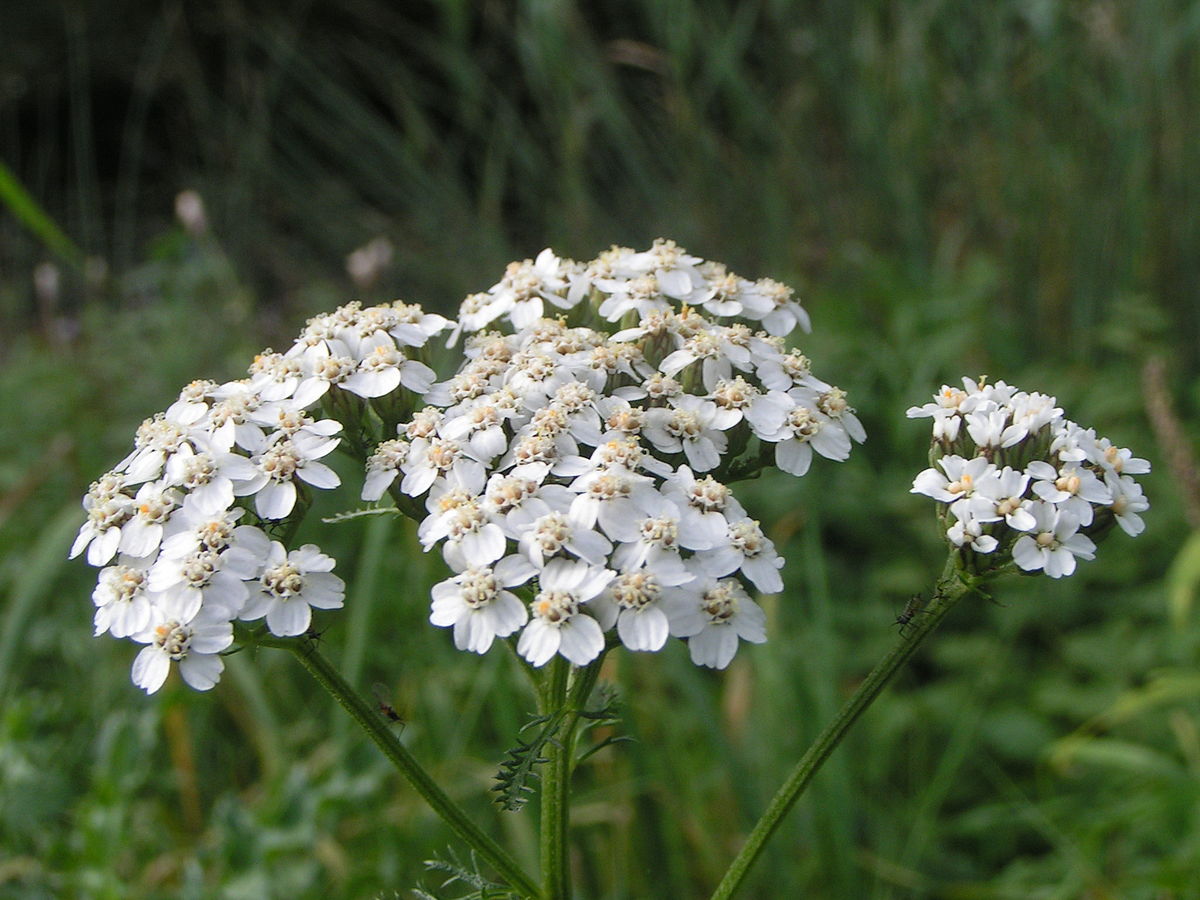 Achillea millefolium (1)