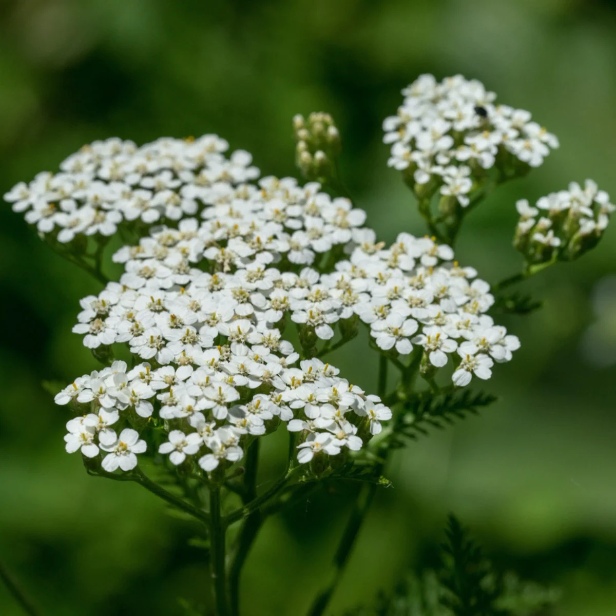 Achillea millefolium (1)