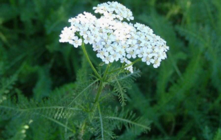 بومادران هزار برگ