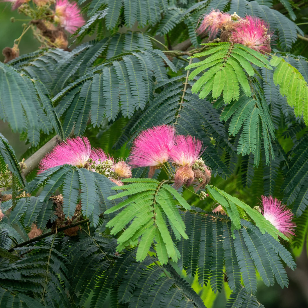 Albizia julibrissin (2)