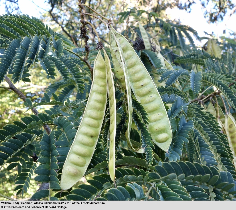 Alvizia julibrissin 1442-77-B