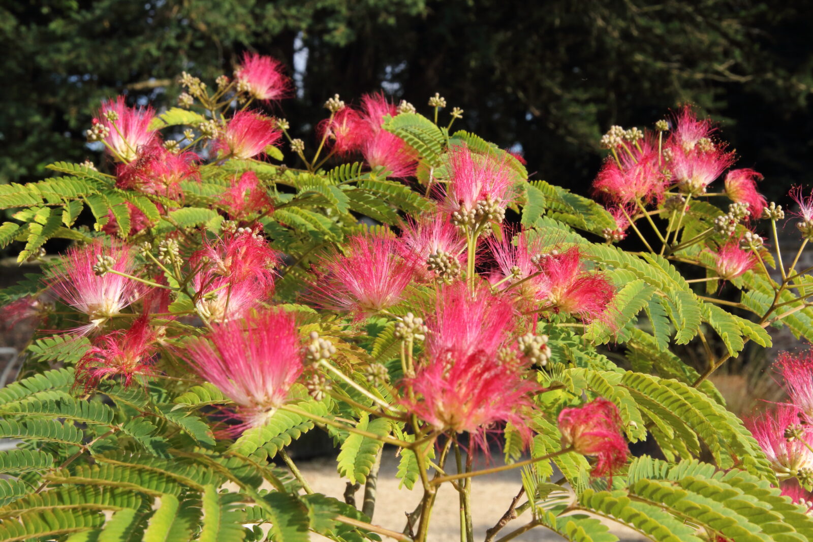 Albizia julibrissin (4)