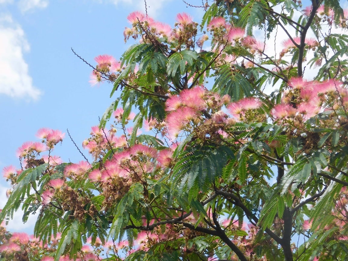Albizia julibrissin (7)