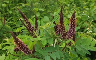 نیلک
