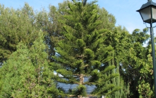 کاج مطبق