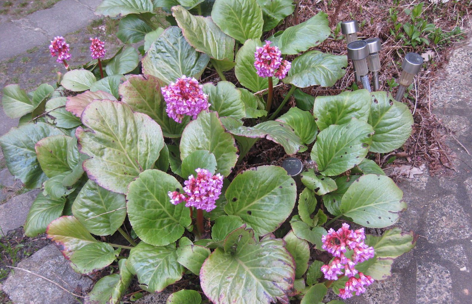 Bergenia crassifolia (1)