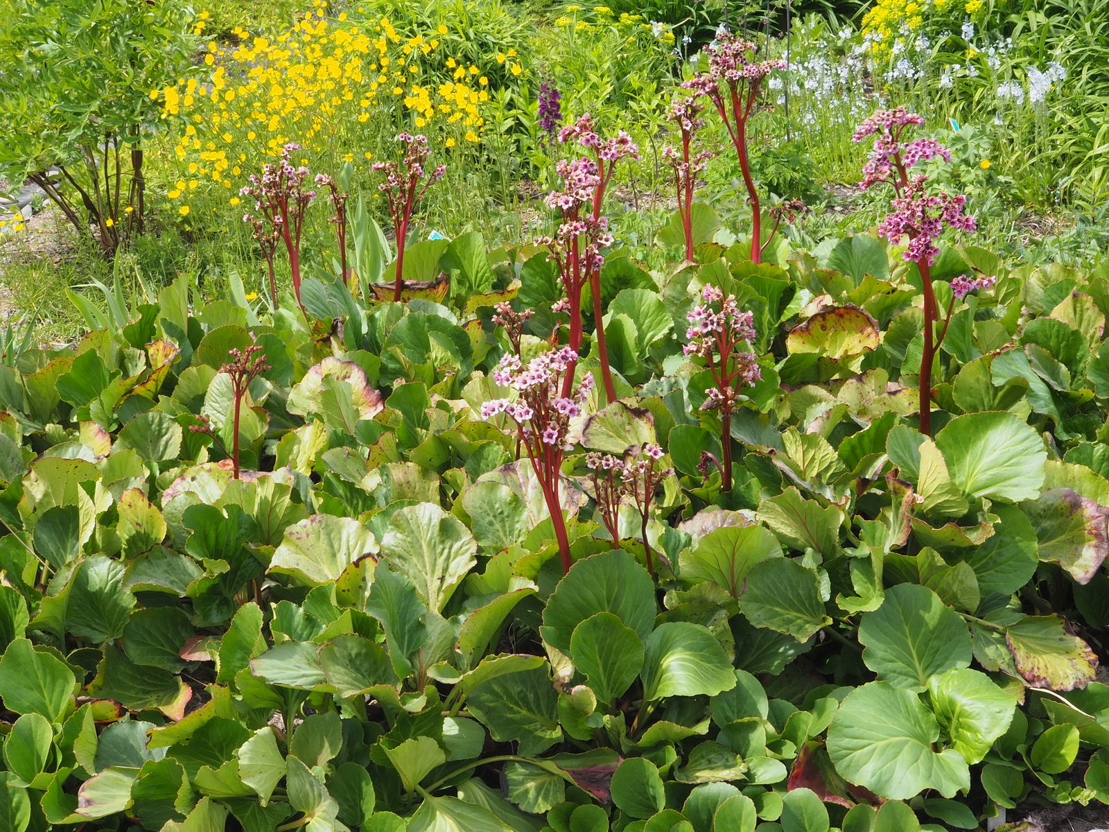 برژنیا برژنیا