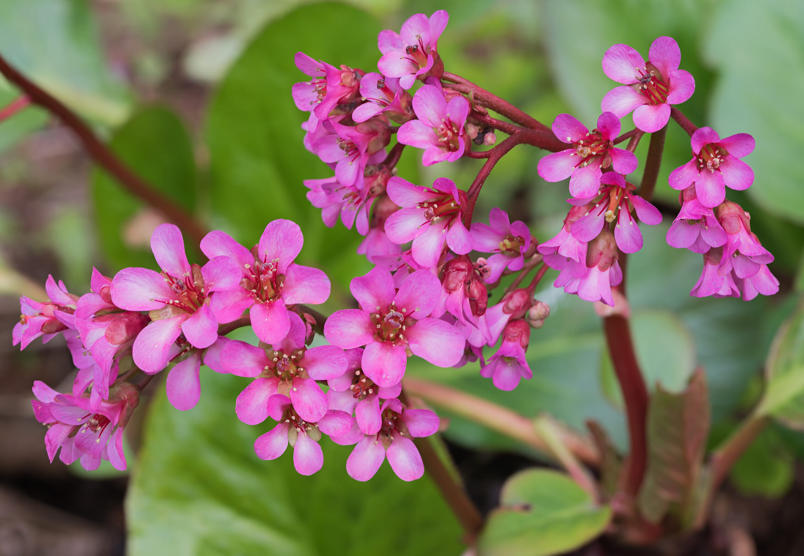 Pink,Heart-leaved,Bergenia,Cordifolia,Plant,With,Blossoms,At,Springtime