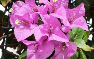 گل کاغذی