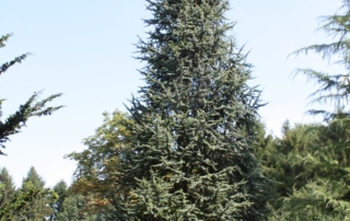 سدر اطلسی