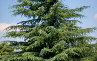 سدروس
