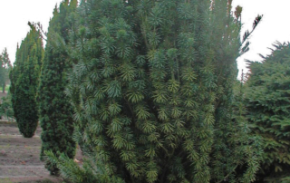 سفالوتاکسوس