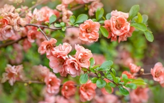 به ژاپنی