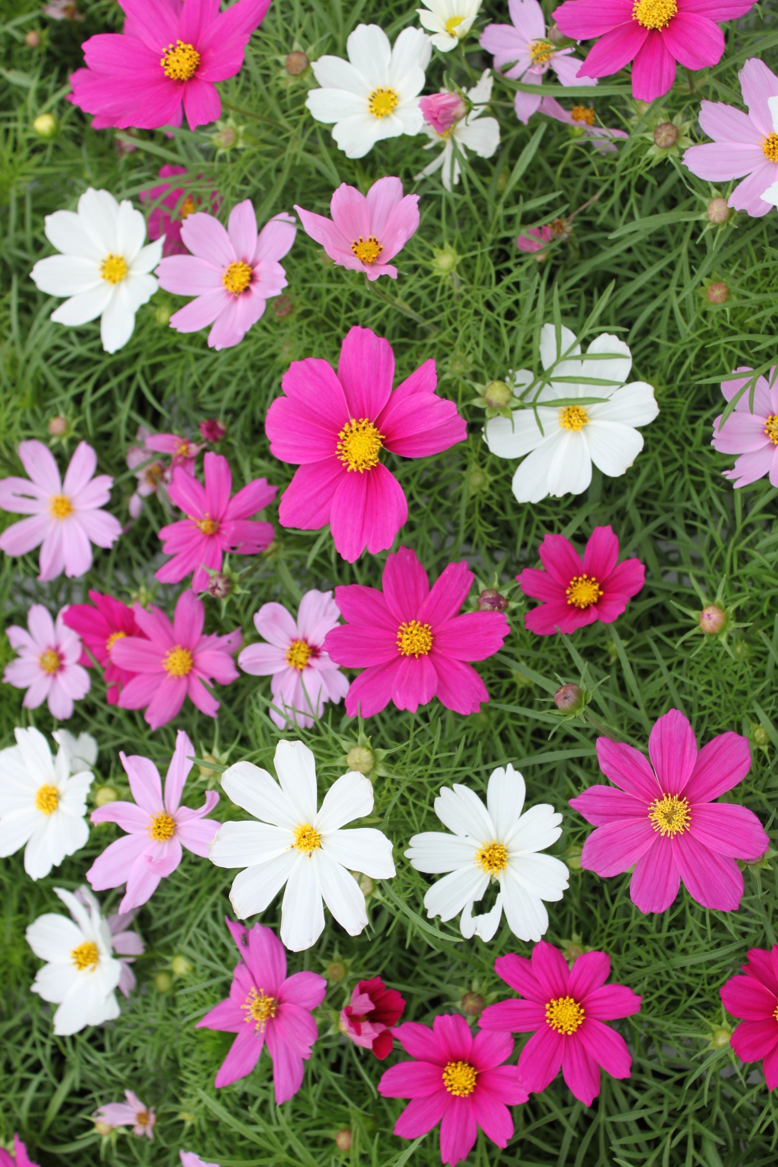 Cosmos bipinnatus (3)