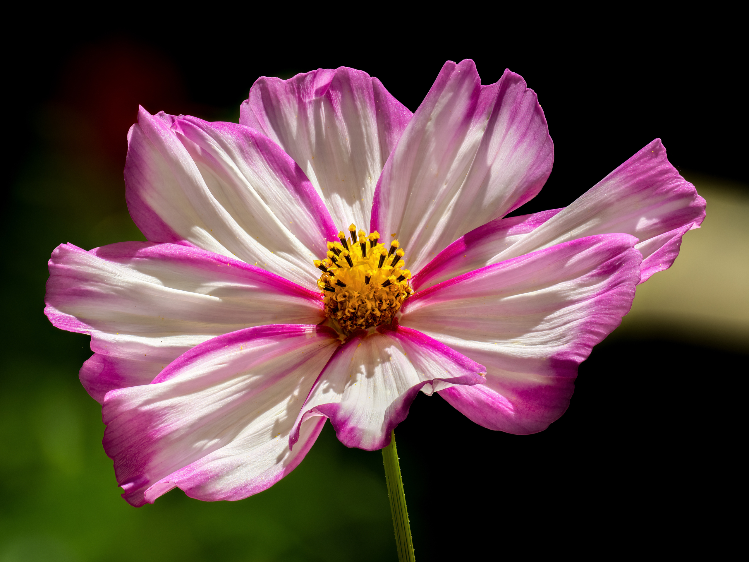 Cosmos bipinnatus (6)