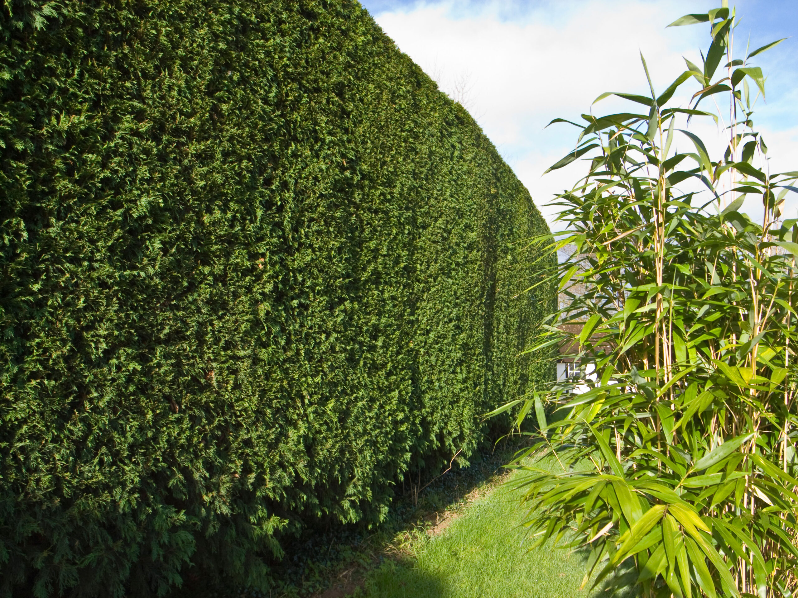 Tall leylandii hedge after annual trimming. Image shot 03/2008. Exact date unknown.