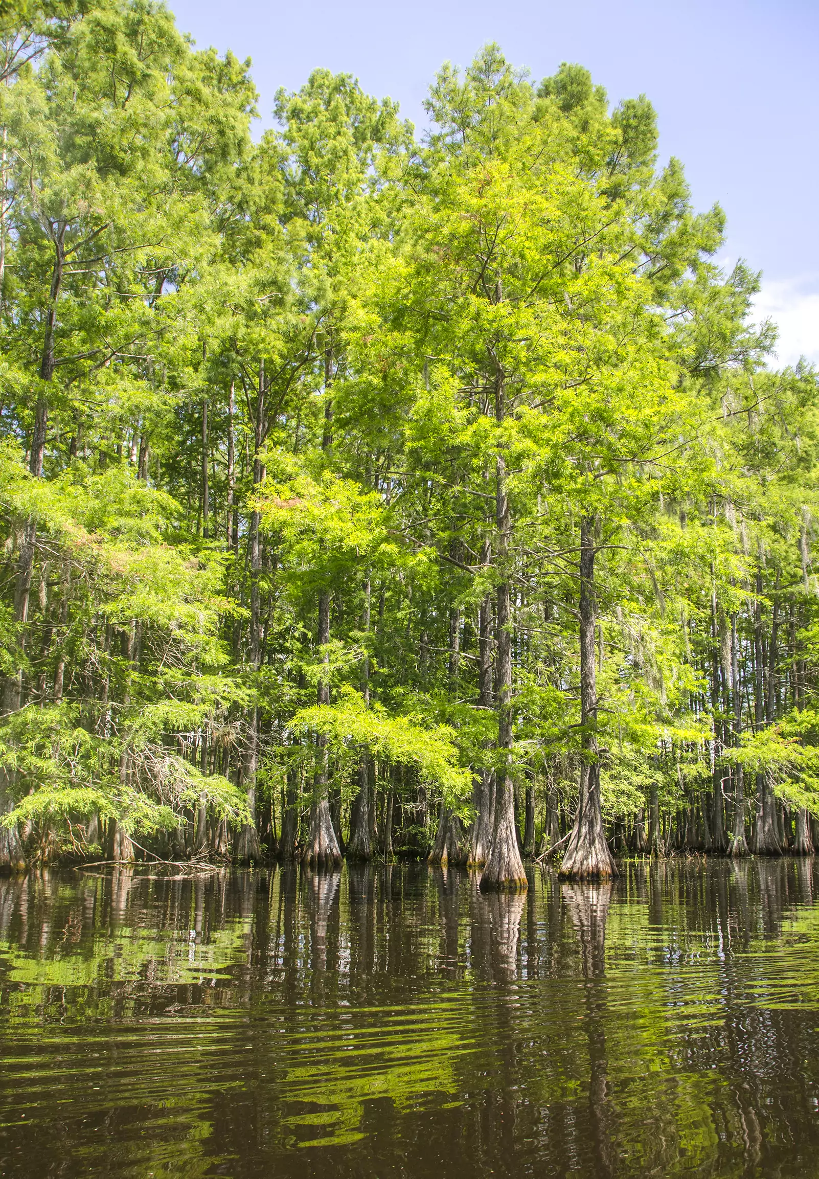 Cupressus ×leylandii (1)