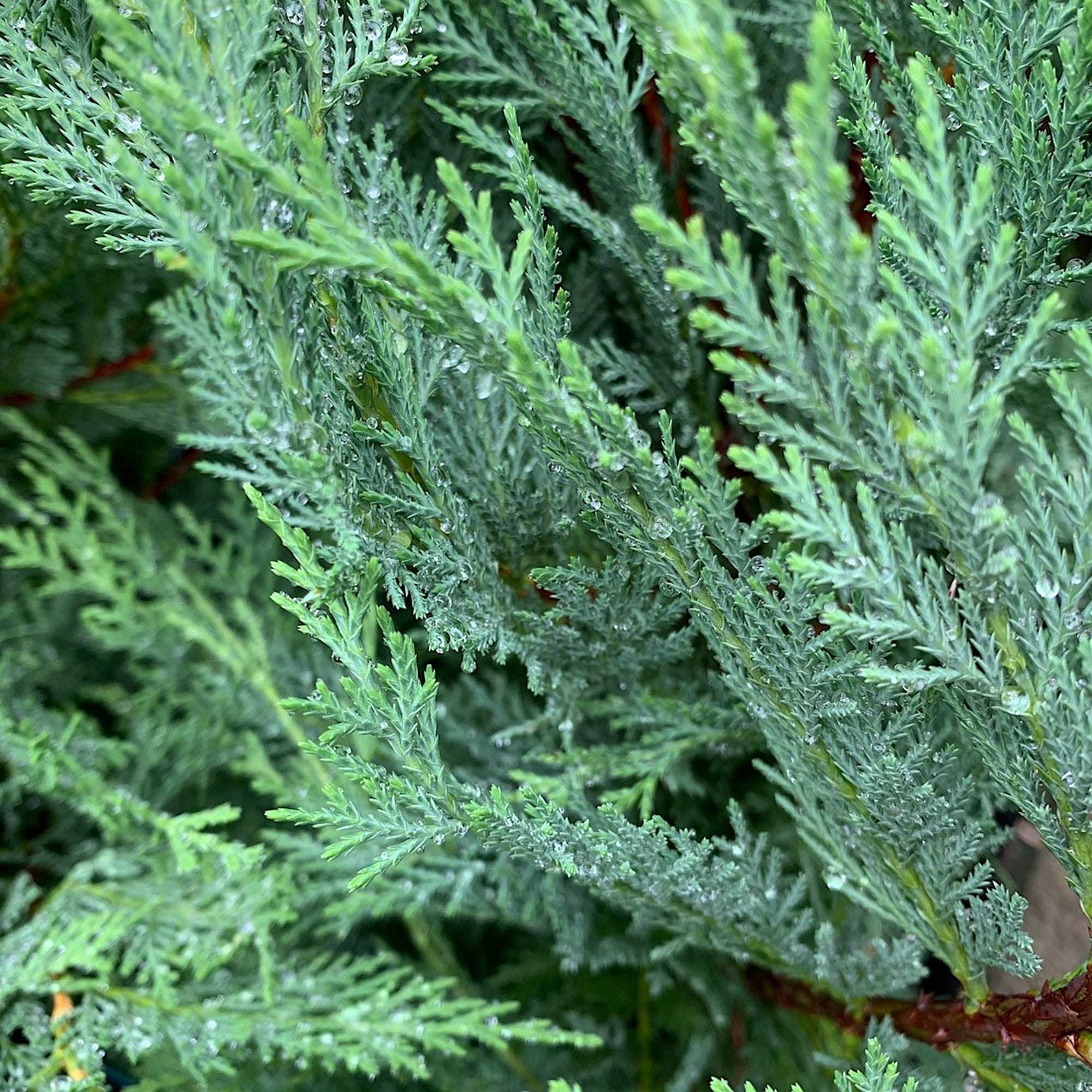 Cupressus ×leylandii (2)