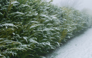 سرو لیلانذی سرو لیلانذی