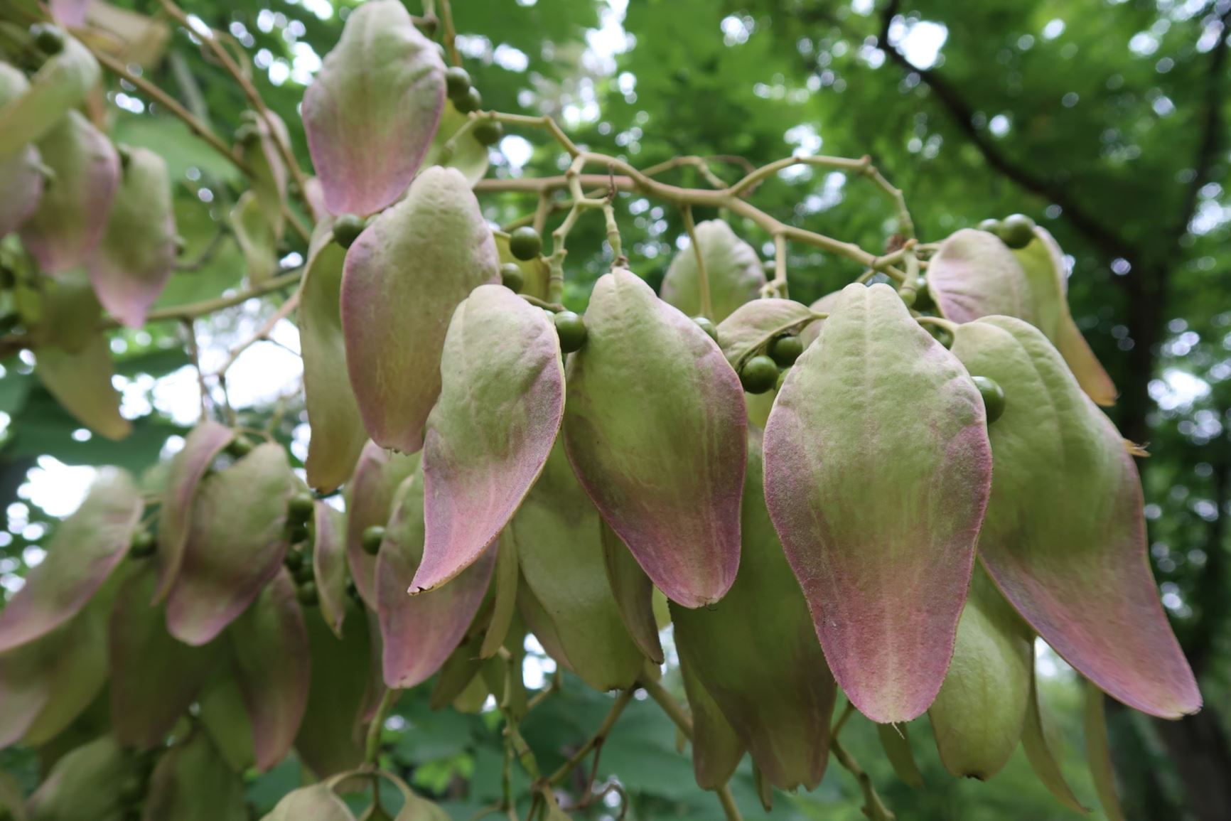 Firmiana simplex (2)