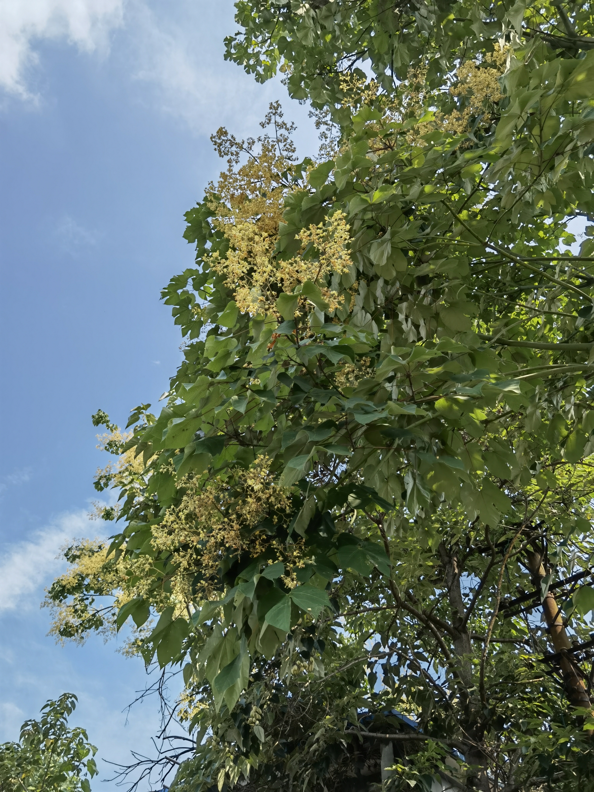 Firmiana simplex (3)