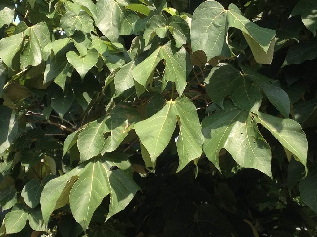 Firmiana simplex (4)