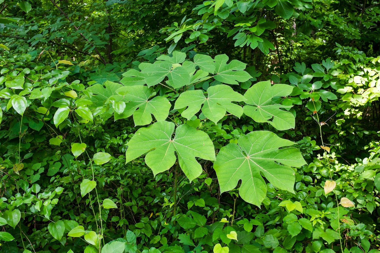 Firmiana simplex (5)