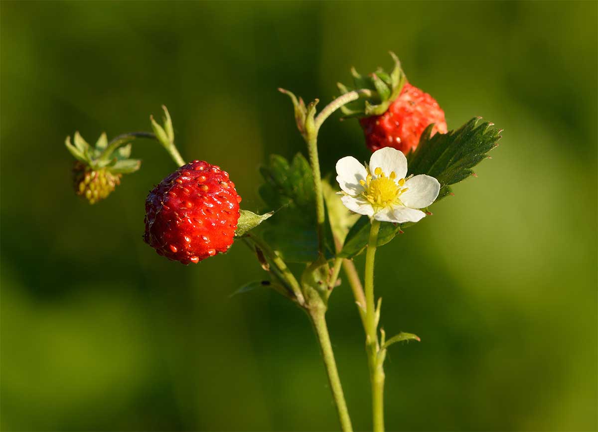 Fragaria vesca (2)