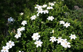 گاردنیا