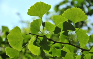 ژینکو ژینکو