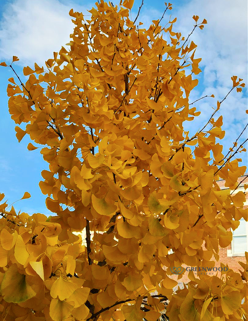 Ginkgo biloba (5)