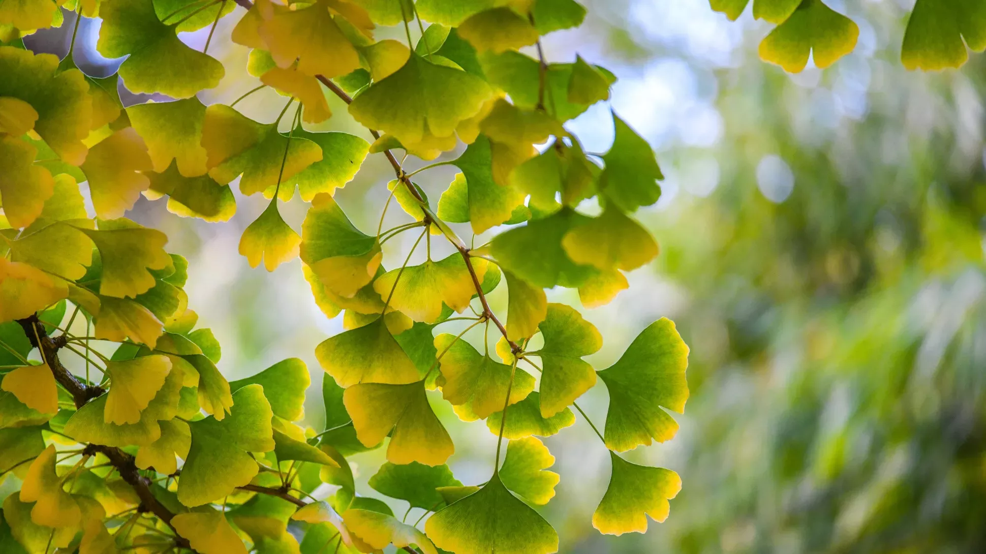 Ginkgo biloba (7)