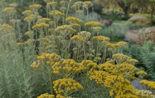 هلیکرایزوم