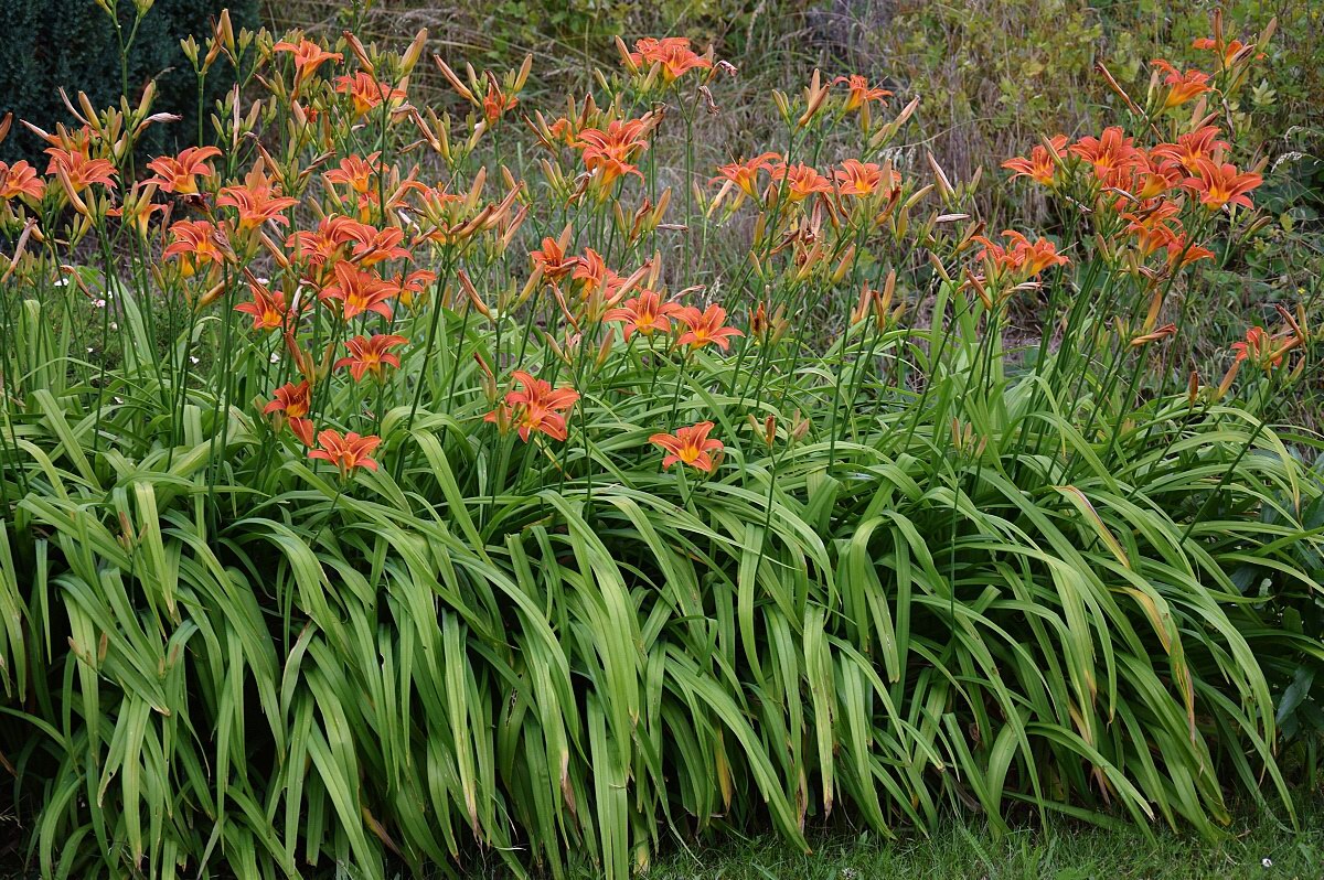 Hemerocallis fulva (1)