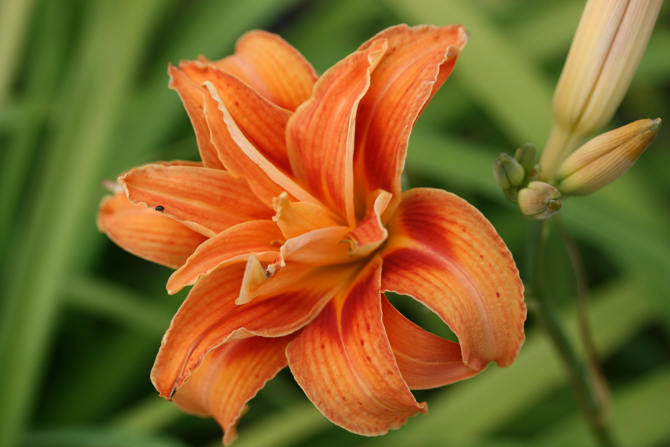 Hemerocallis fulva (5)