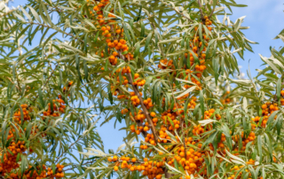 سنجد تلخ