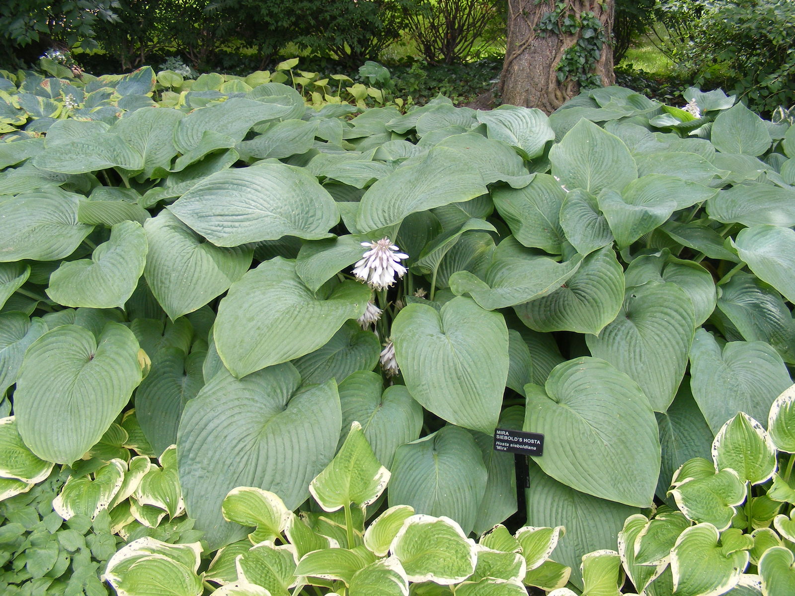 Hosta sieboldiana (1)