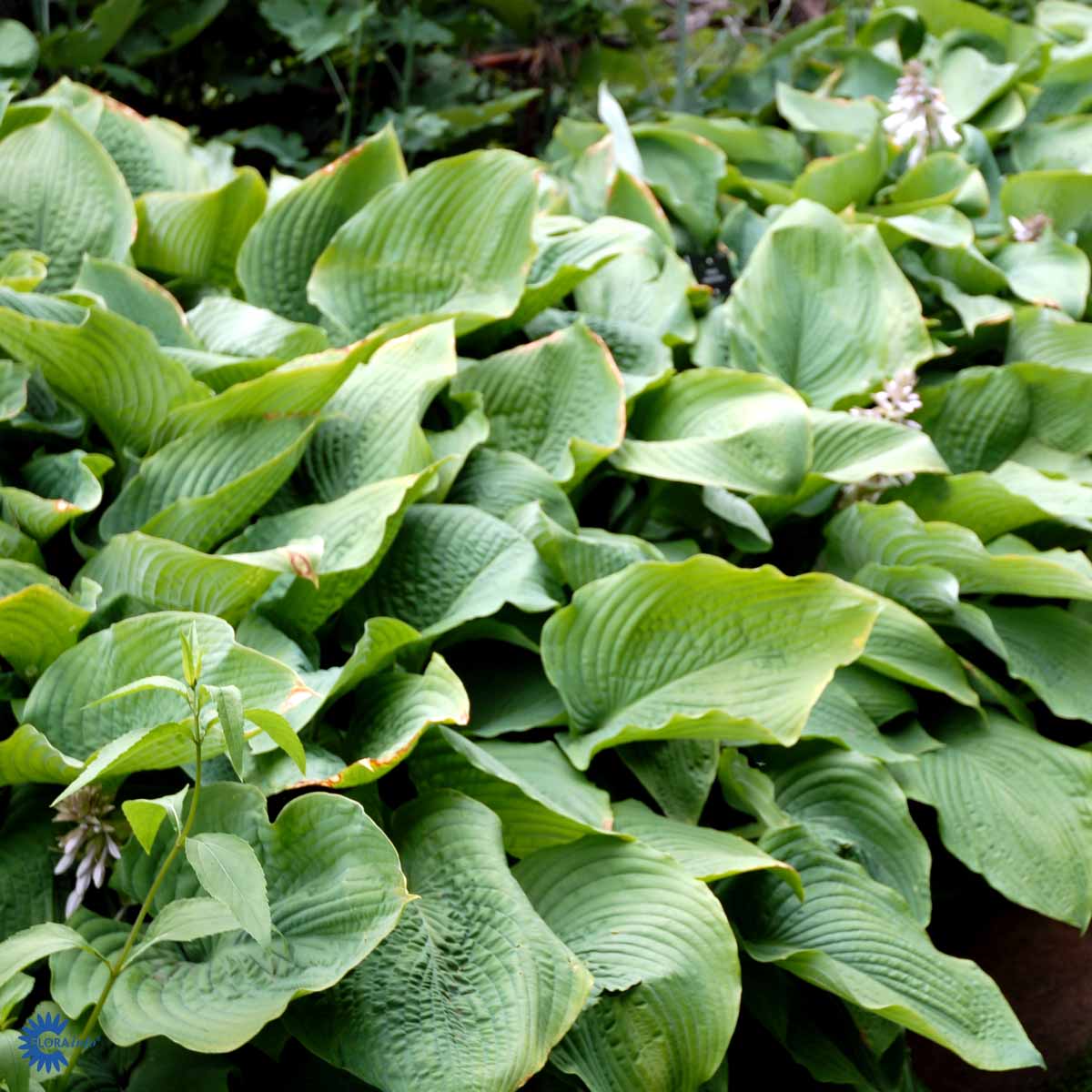 Hosta sieboldiana (2)